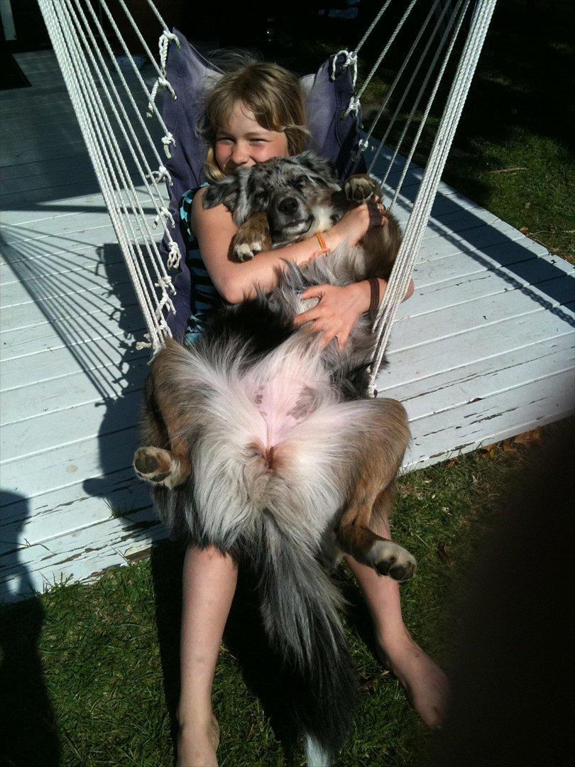 Australian shepherd Bella - Bella og jeg, hun elsker at sidde sådan der! billede 13