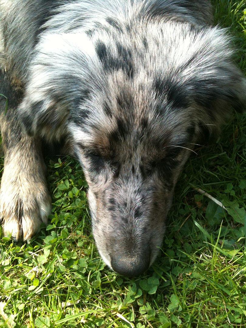 Australian shepherd Bella - Bella, Bella, Bella.<3 billede 14
