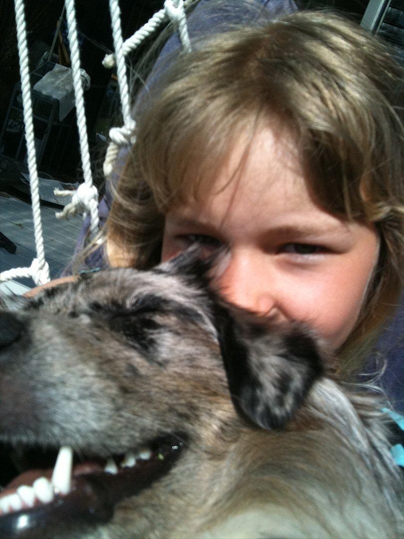 Australian shepherd Bella - Åh, hund.<3 billede 15