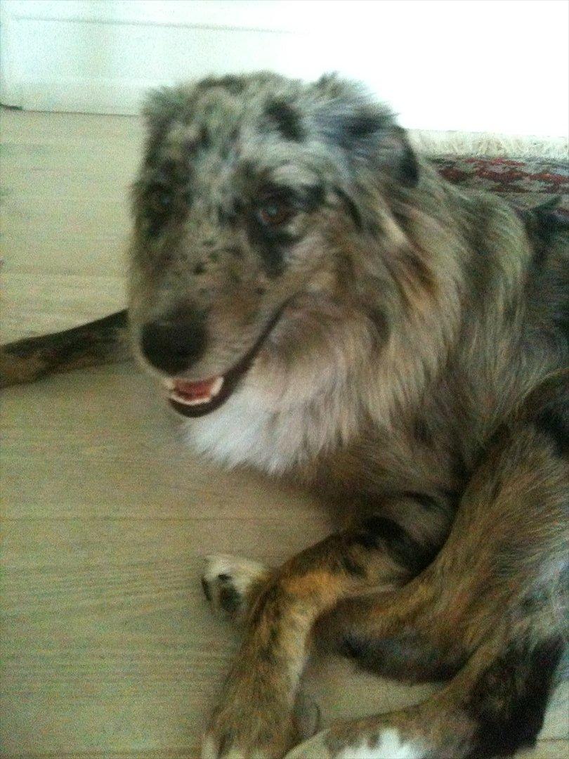 Australian shepherd Bella - Hun lå og bed i sid fod, som et bytte... Det gør hun tit.<3 billede 16