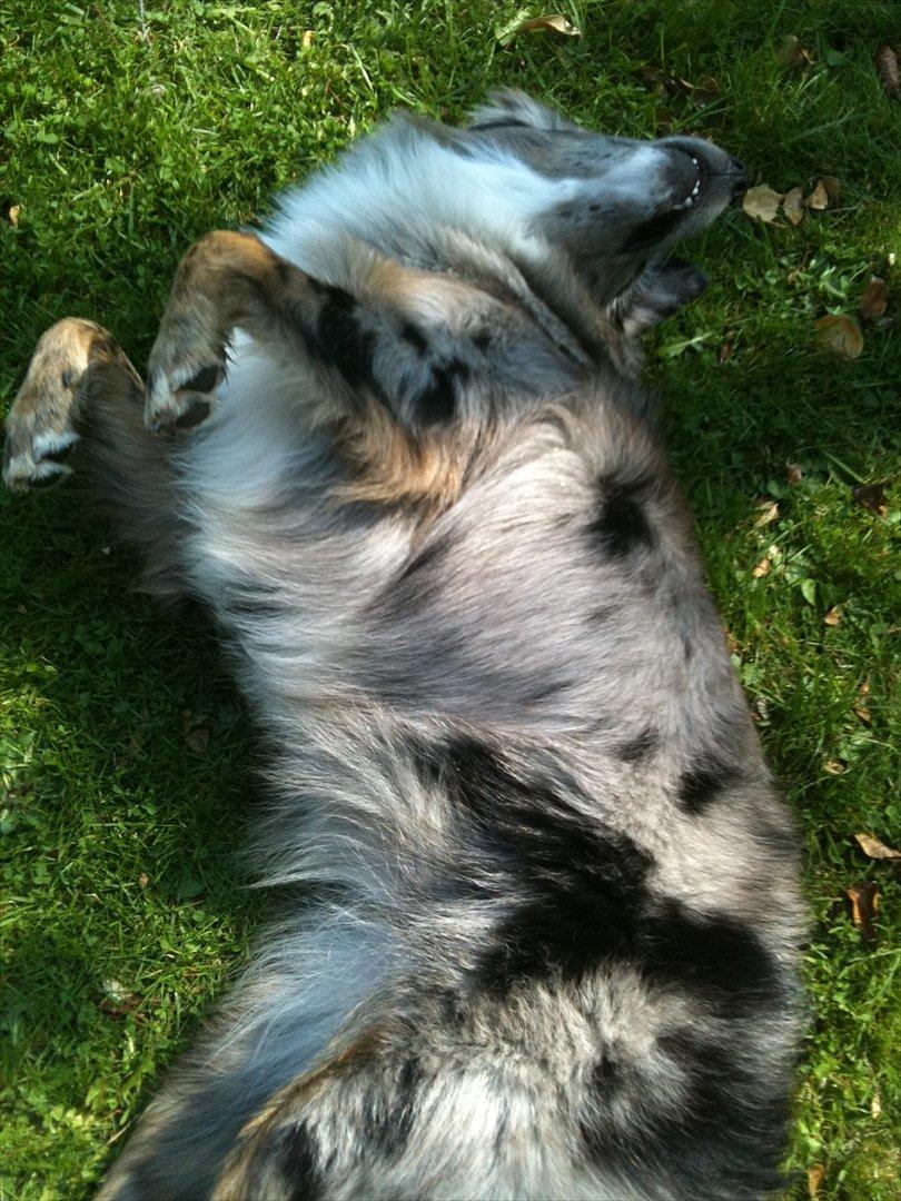 Australian shepherd Bella - Hun er ikke til at modstå, hun har charme.<3 billede 17