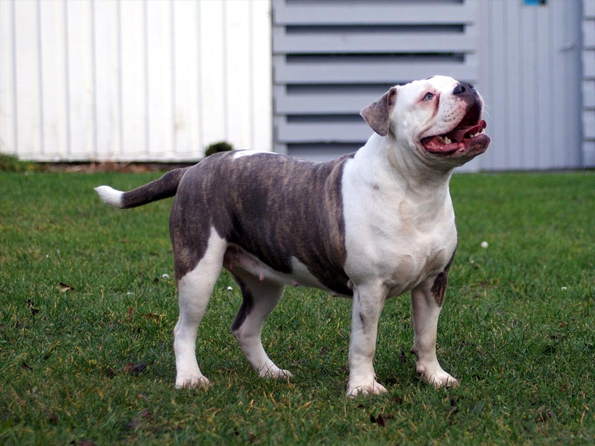 Olde english bulldogge Bullforce Little Bluebell billede 18