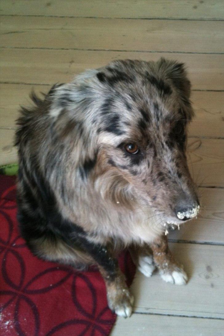 Australian shepherd Bella - Dengang Bella ikke kunne være alene hjemme, der tog hun en mel pose ned imens hun var alene og flåede den op! Slem hund, hun er ked af det, det kan man se!): billede 18