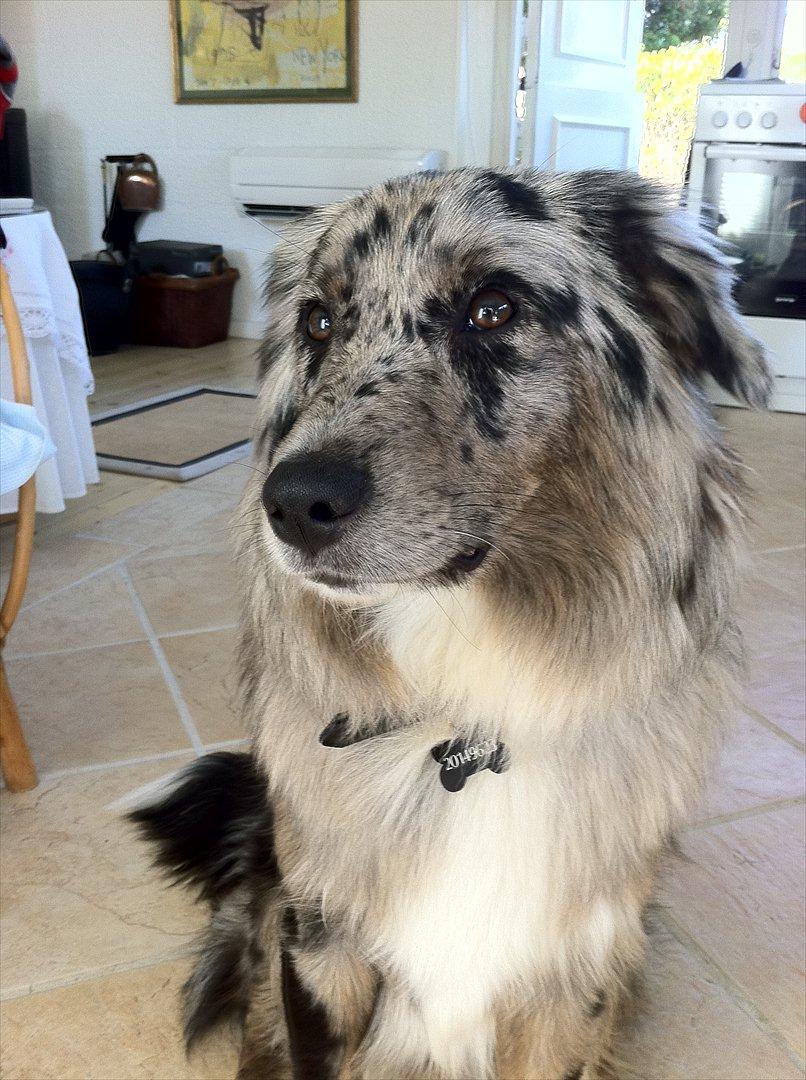 Australian shepherd Bella - Elsker det her billede det tog jeg i sommerhus.<3 billede 19
