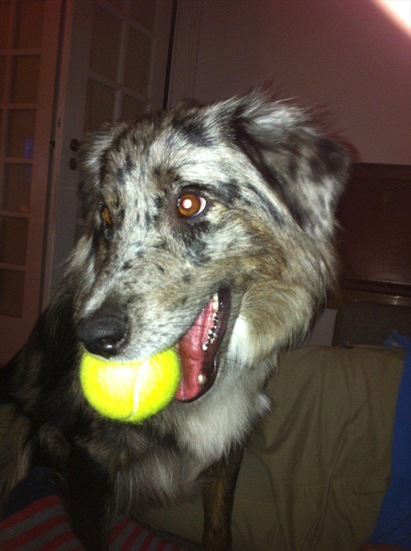 Australian shepherd Bella - Bella med hendes elskede tennisbold! billede 20