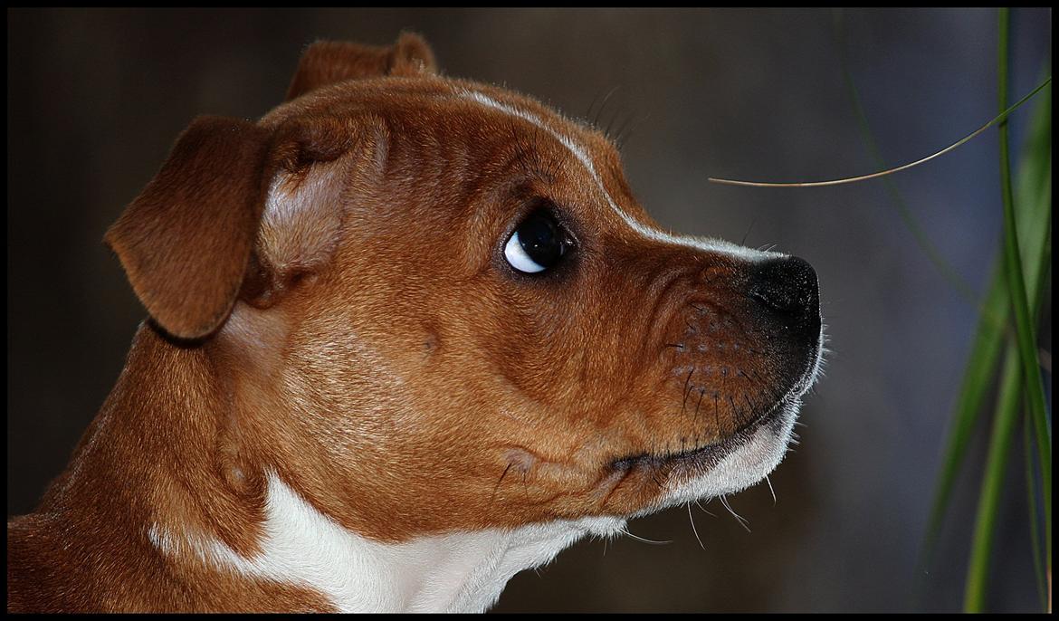 Staffordshire bull terrier Inez  billede 5