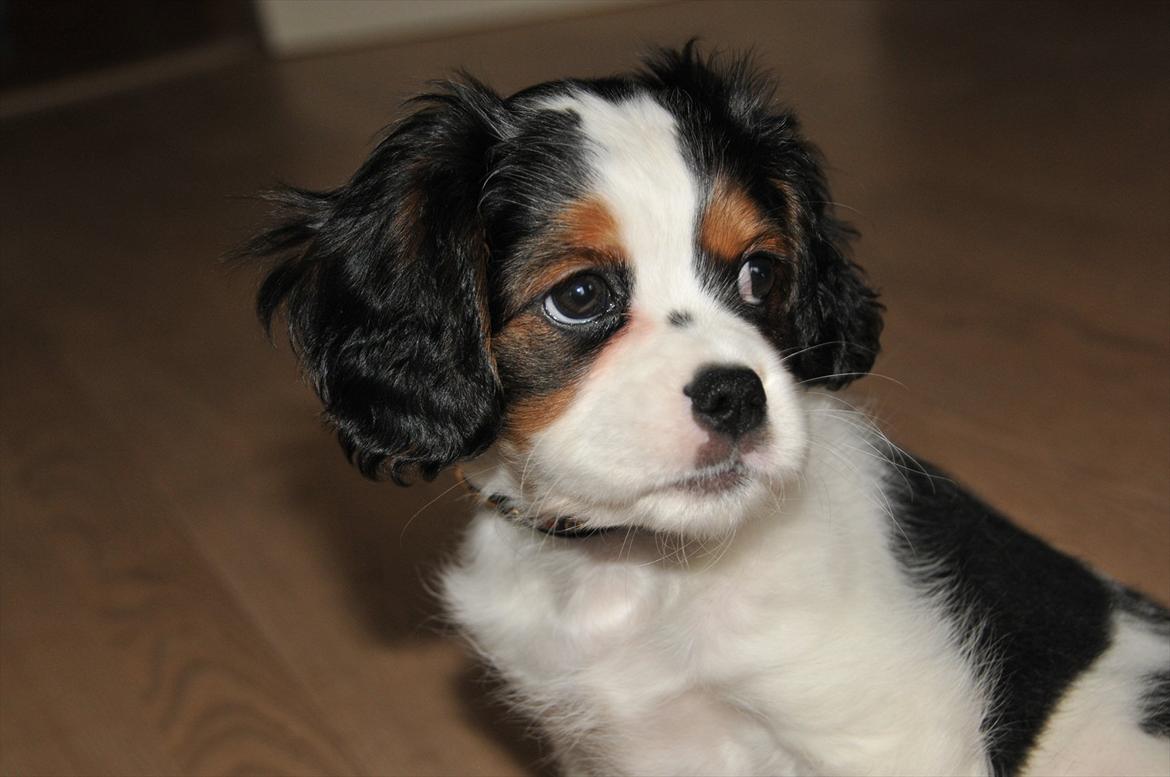 Cavalier king charles spaniel Zento billede 1