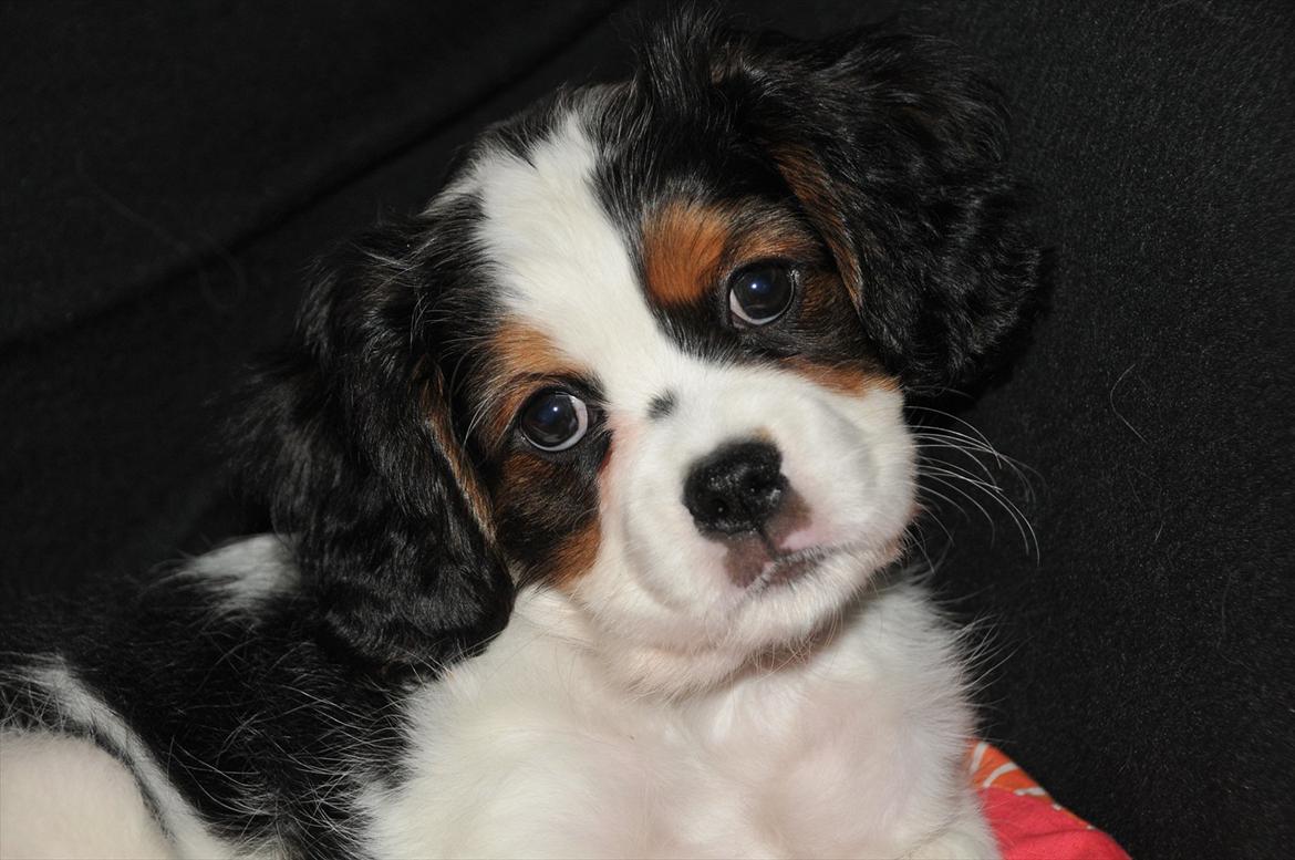 Cavalier king charles spaniel Zento billede 2