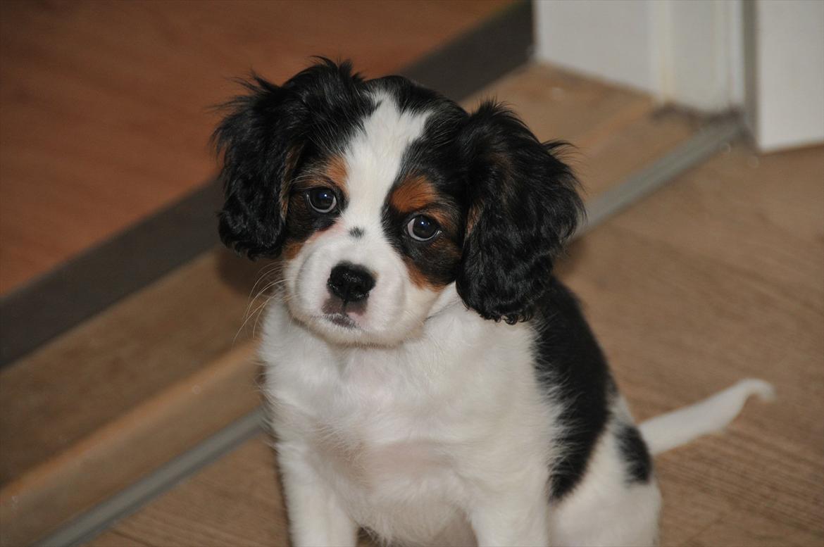 Cavalier king charles spaniel Zento billede 3
