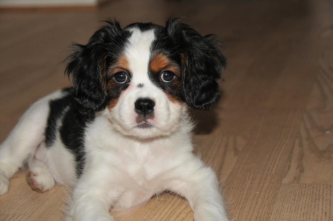 Cavalier king charles spaniel Zento billede 4