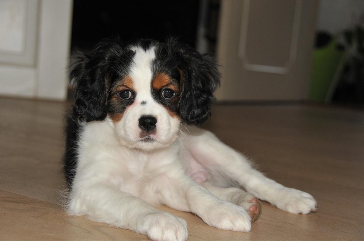 Cavalier king charles spaniel Zento billede 5