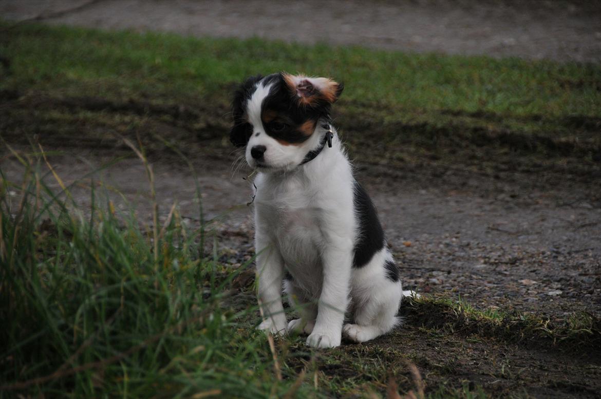 Cavalier king charles spaniel Zento billede 6
