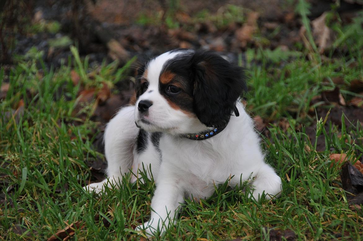 Cavalier king charles spaniel Zento billede 7