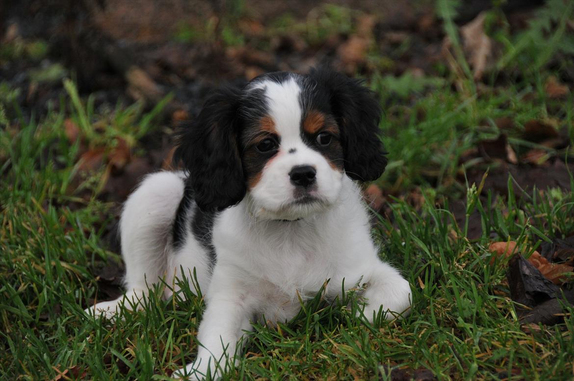 Cavalier king charles spaniel Zento billede 8