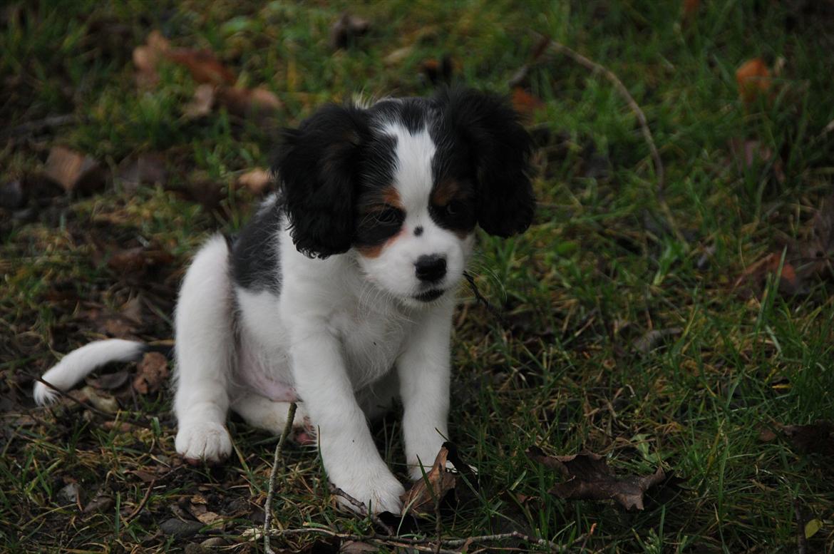 Cavalier king charles spaniel Zento billede 9