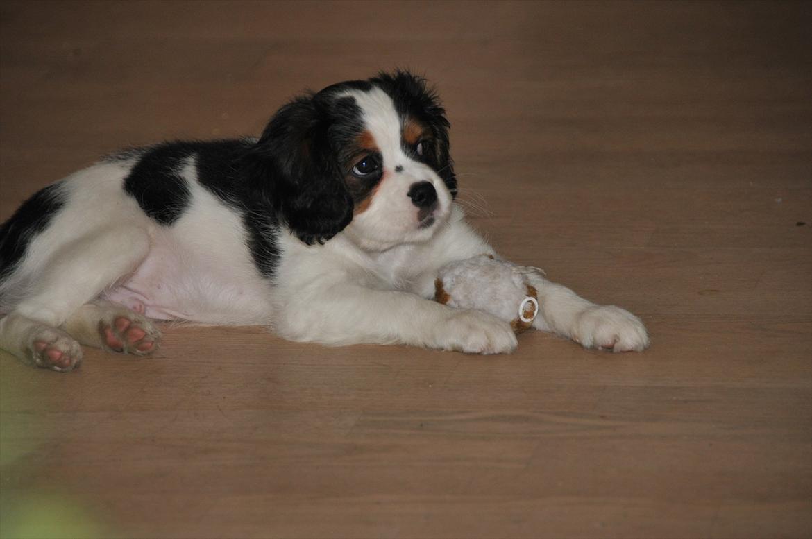 Cavalier king charles spaniel Zento billede 10