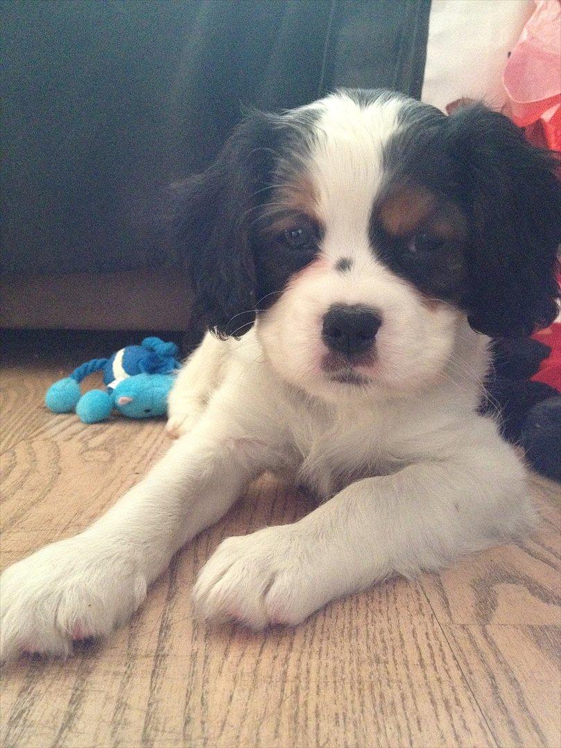 Cavalier king charles spaniel Zento billede 11