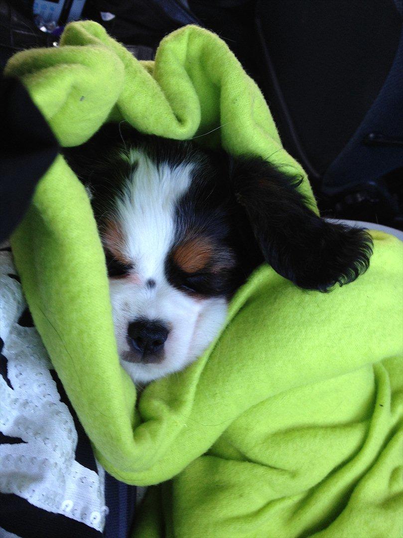 Cavalier king charles spaniel Zento billede 13