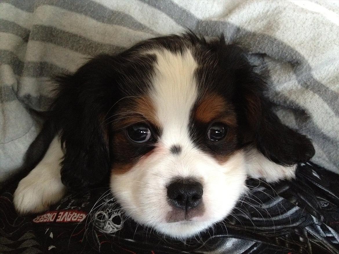 Cavalier king charles spaniel Zento billede 14