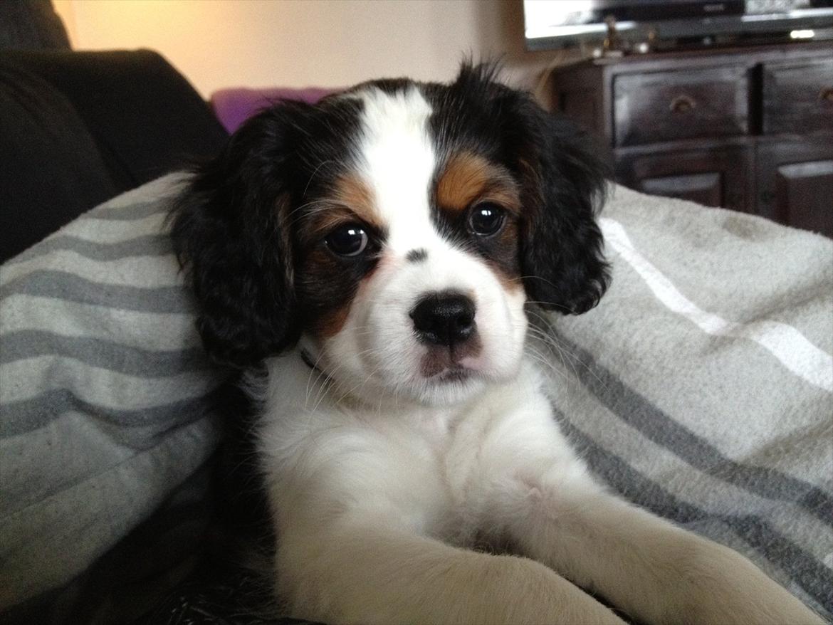 Cavalier king charles spaniel Zento billede 15