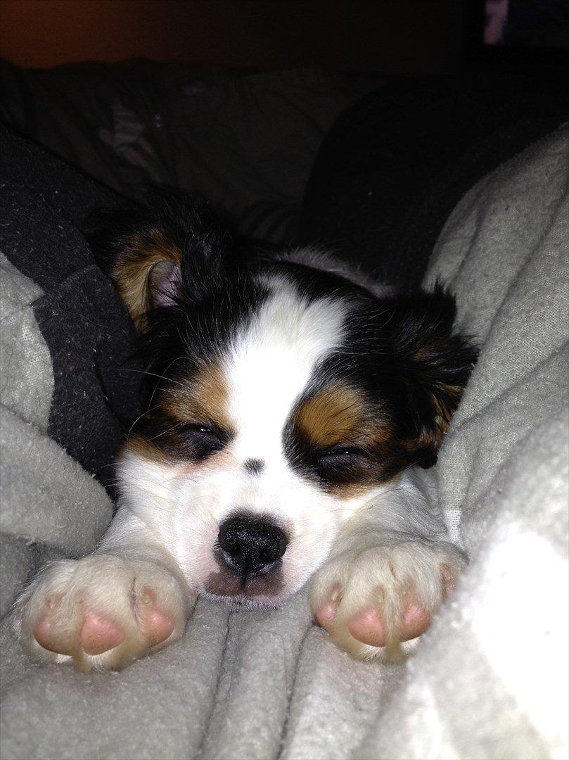Cavalier king charles spaniel Zento billede 16
