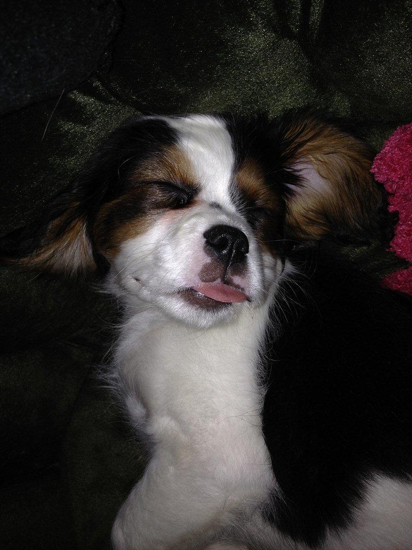 Cavalier king charles spaniel Zento billede 17