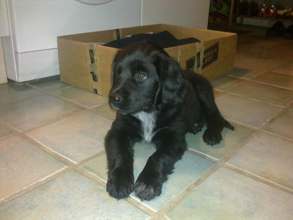 Blanding af racer Lucy - Her er vi lige kommet hjem med hende :) billede 13