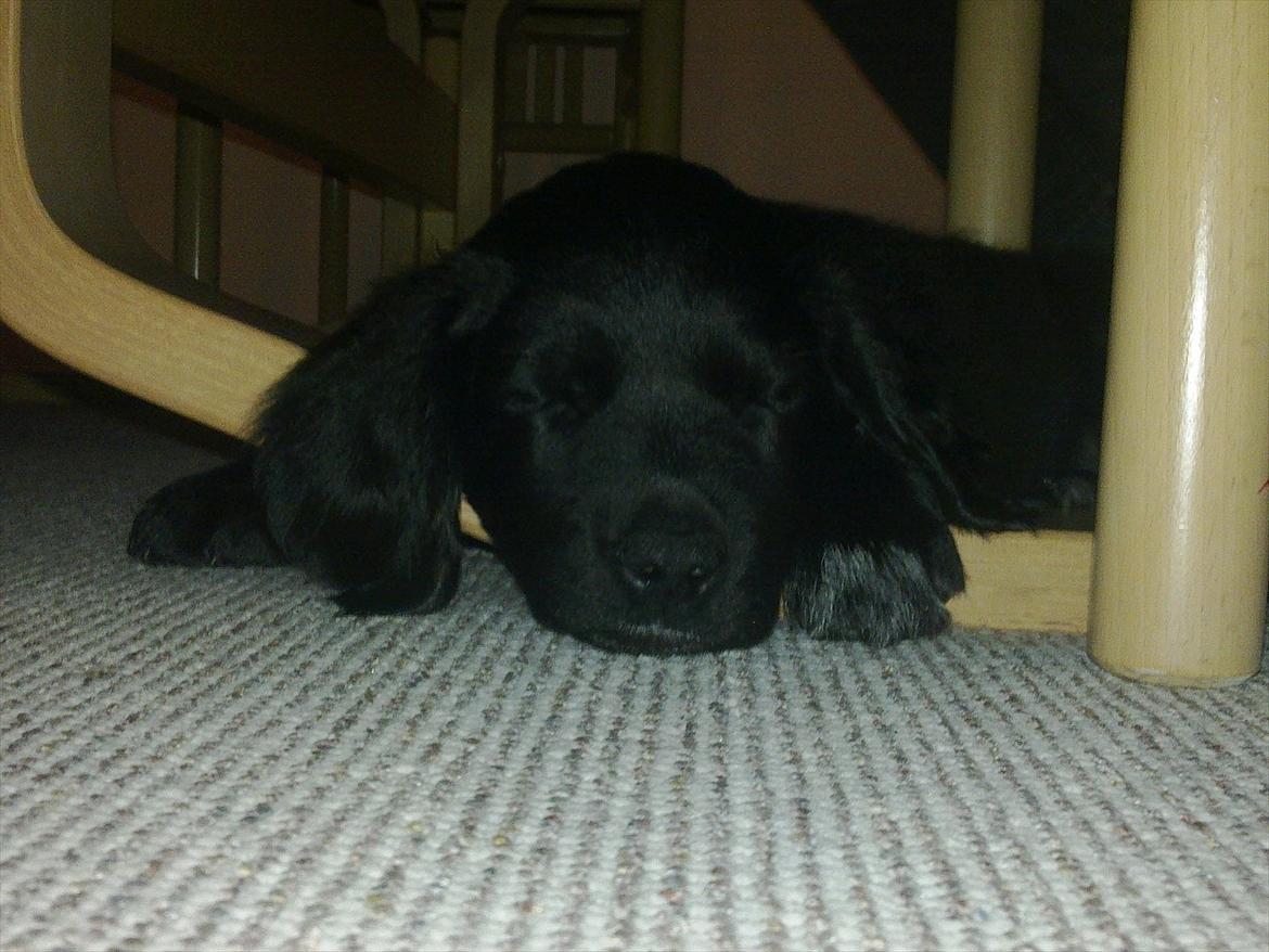 Blanding af racer Lucy billede 14