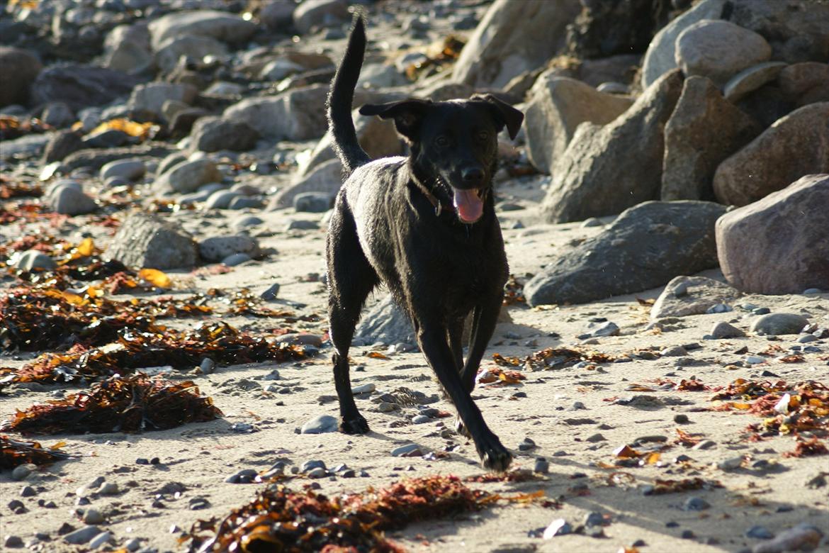 Blanding af racer Xargo - vELKOMMEN TIL MIN PROFIL billede 1