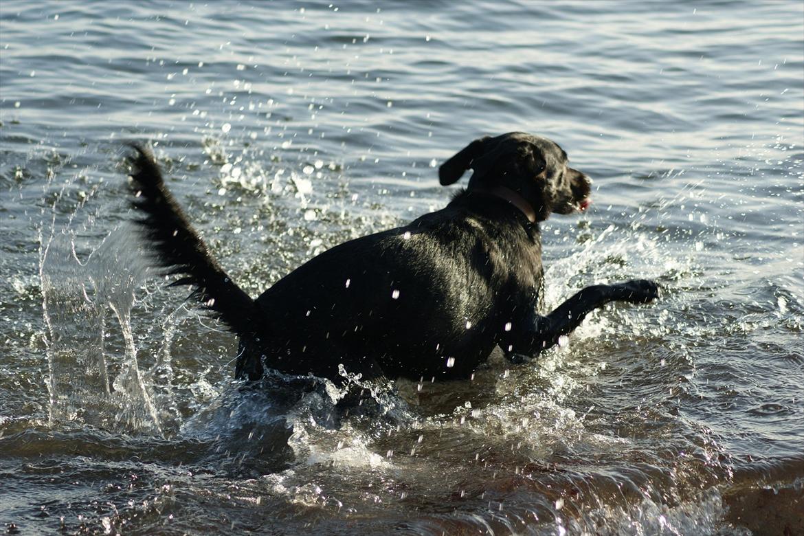 Blanding af racer Xargo - Jeg er en vandhund billede 2