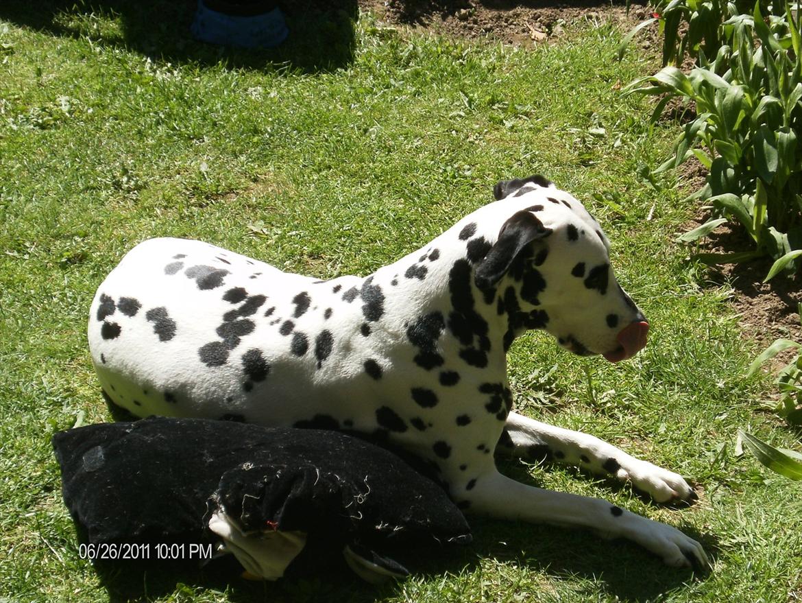 Dalmatiner tezz billede 11