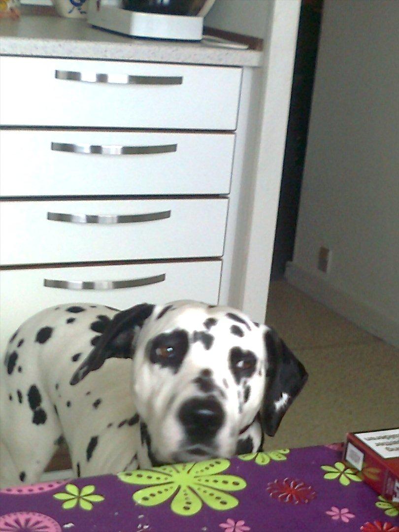 Dalmatiner tezz - er der noget til mig  billede 12