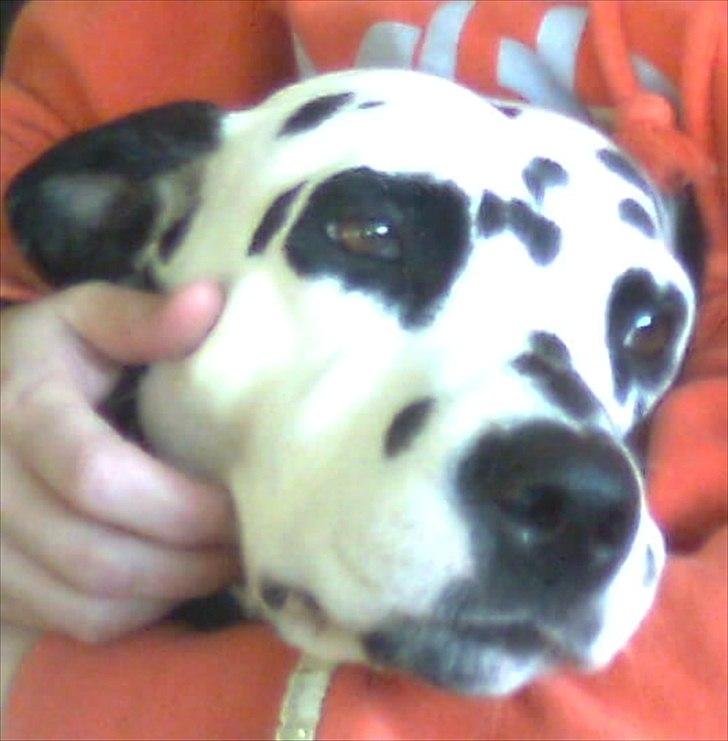 Dalmatiner tezz billede 13