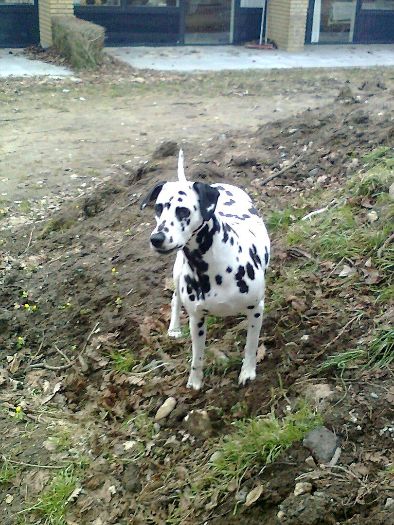 Dalmatiner tezz billede 14