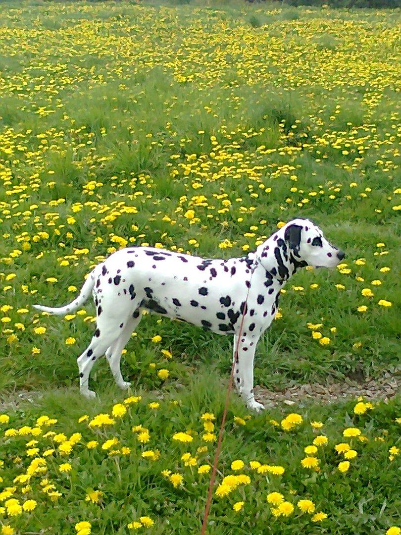 Dalmatiner tezz billede 15