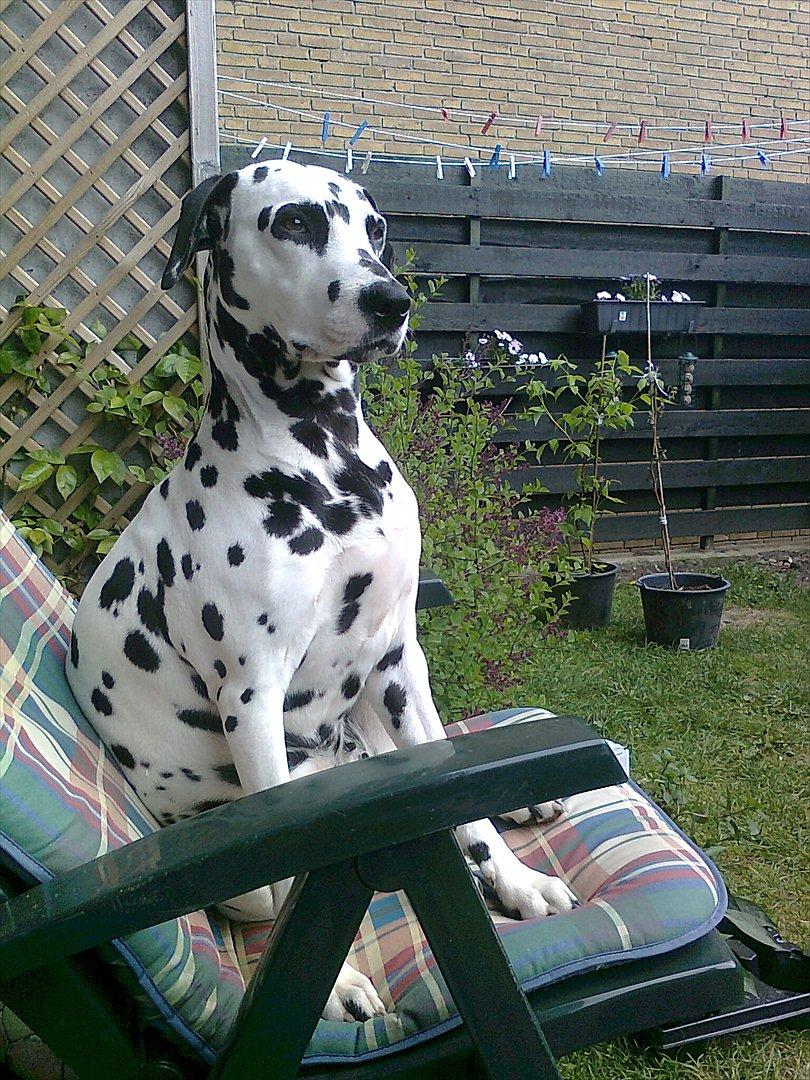 Dalmatiner tezz - så må du finde en anden plads far billede 16