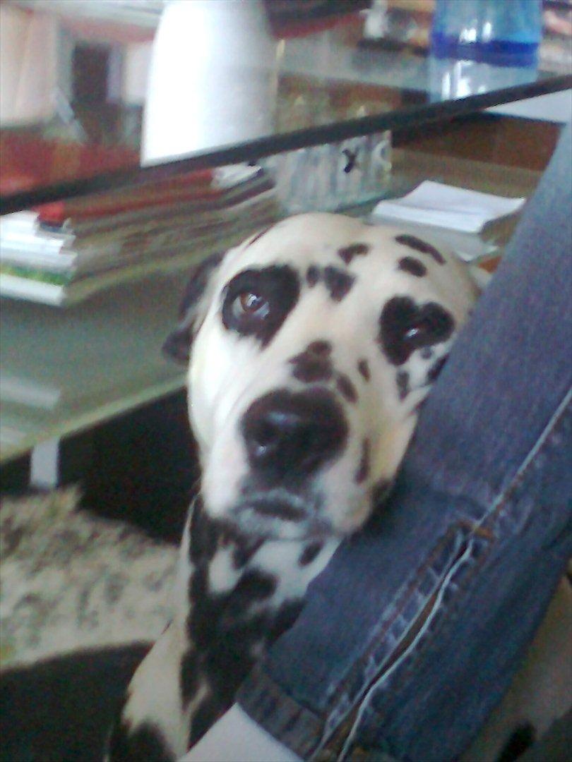 Dalmatiner tezz billede 17