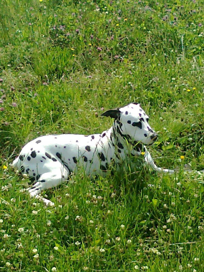 Dalmatiner tezz billede 18
