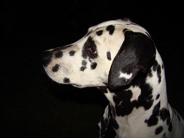 Dalmatiner tezz billede 19