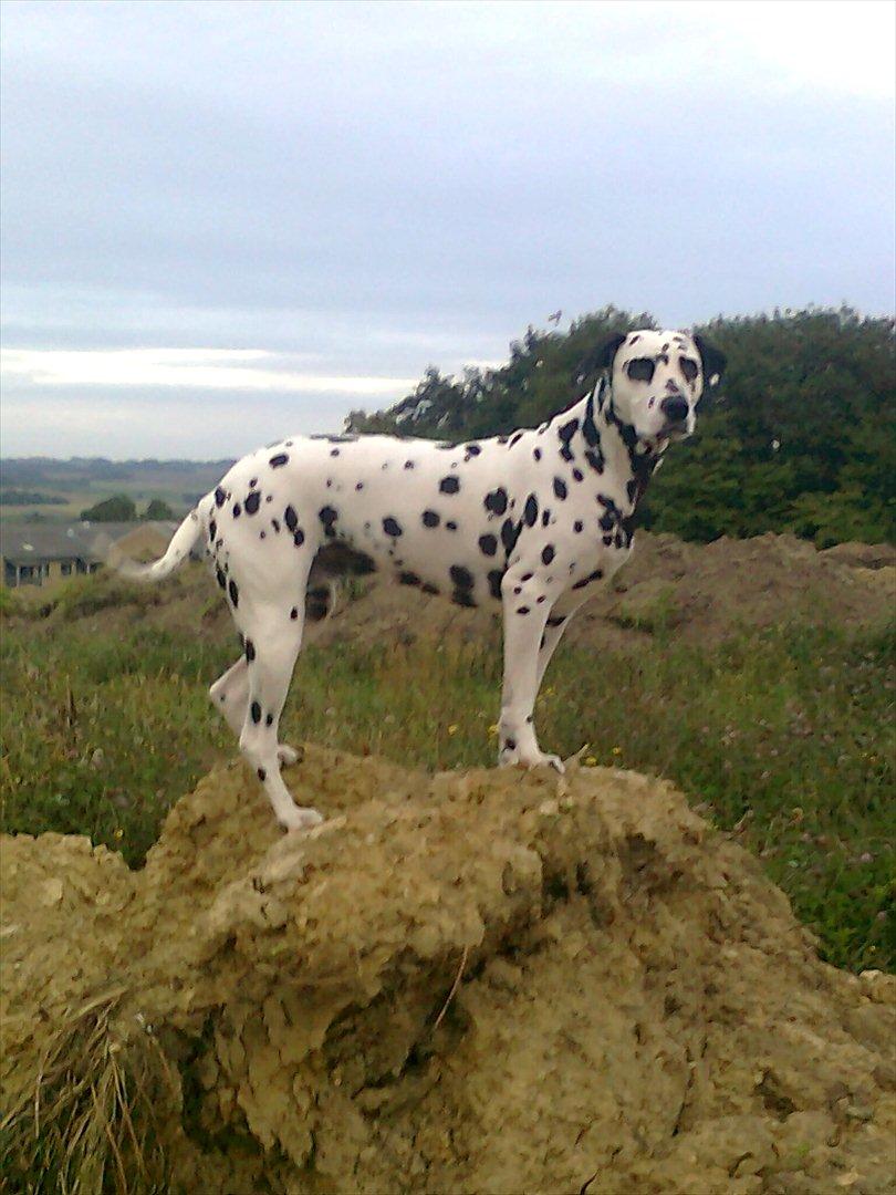 Dalmatiner tezz - queen of the world billede 20