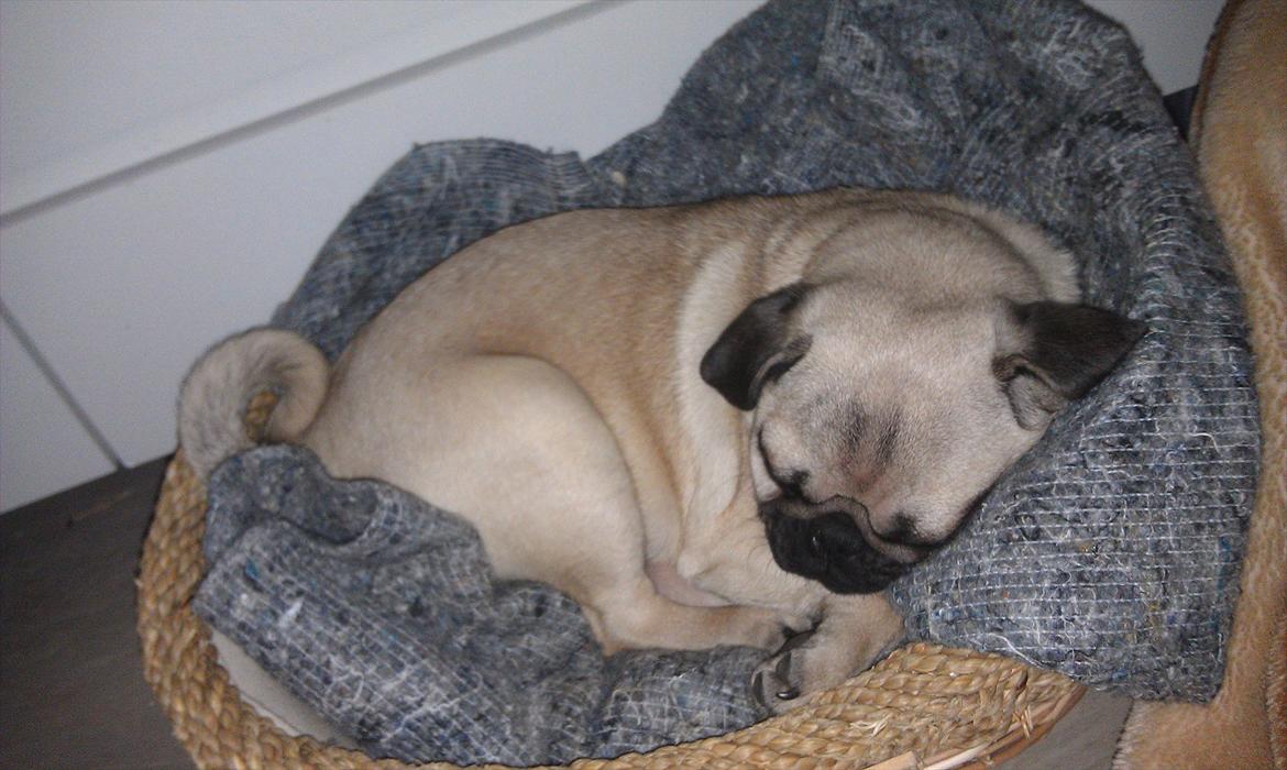 Mops Shanti / Muffi billede 12