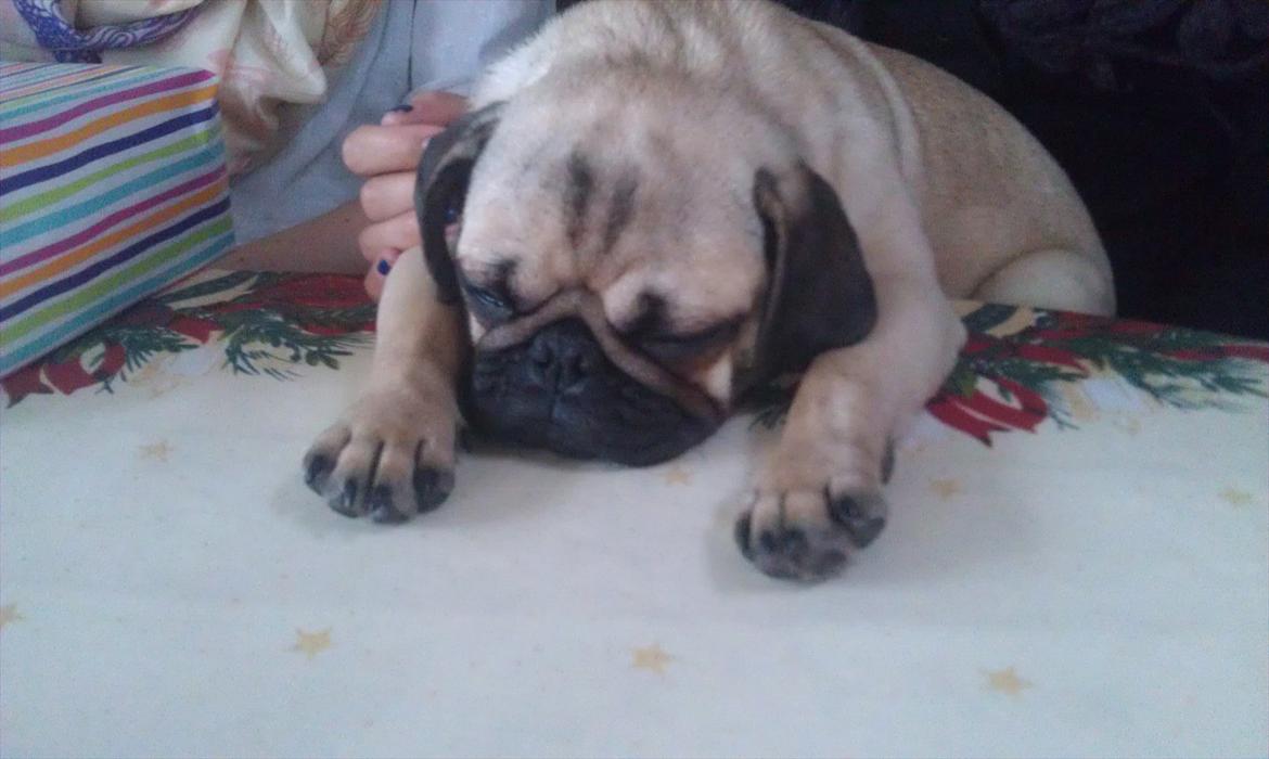 Mops Shanti / Muffi billede 13