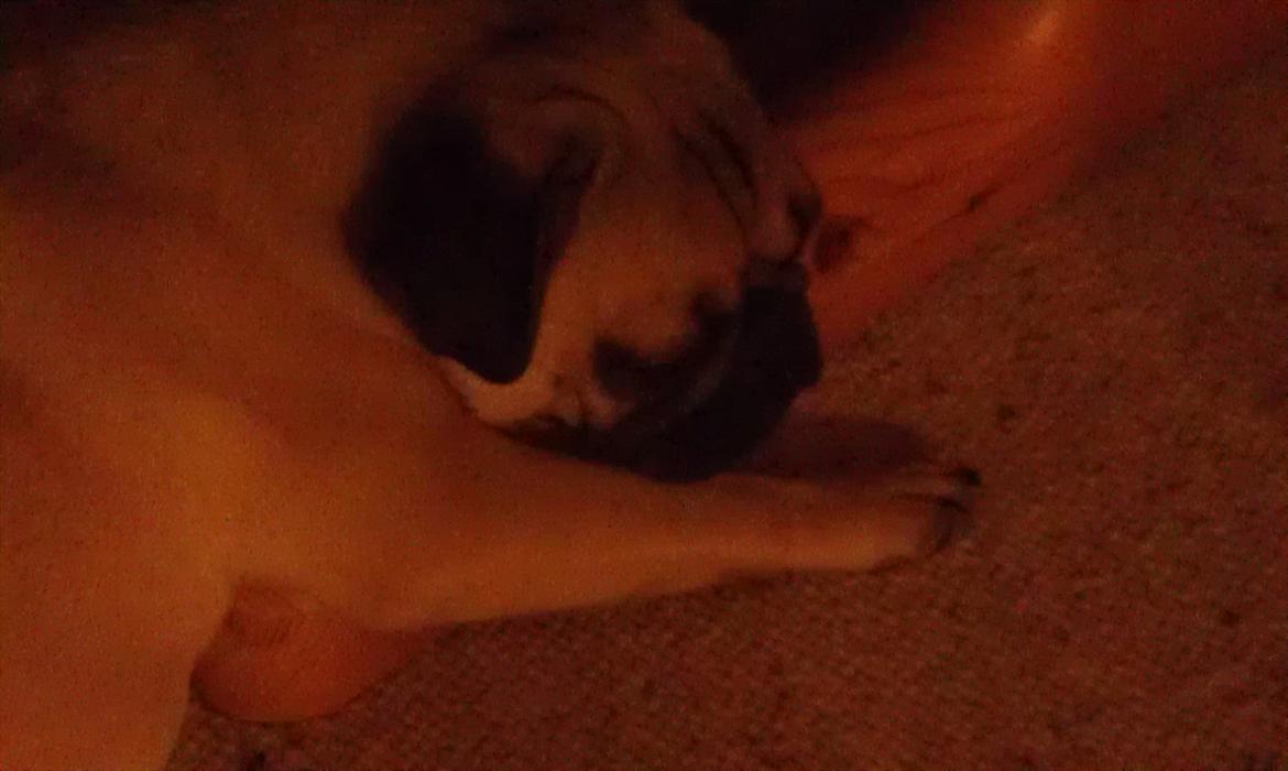 Mops Shanti / Muffi billede 14