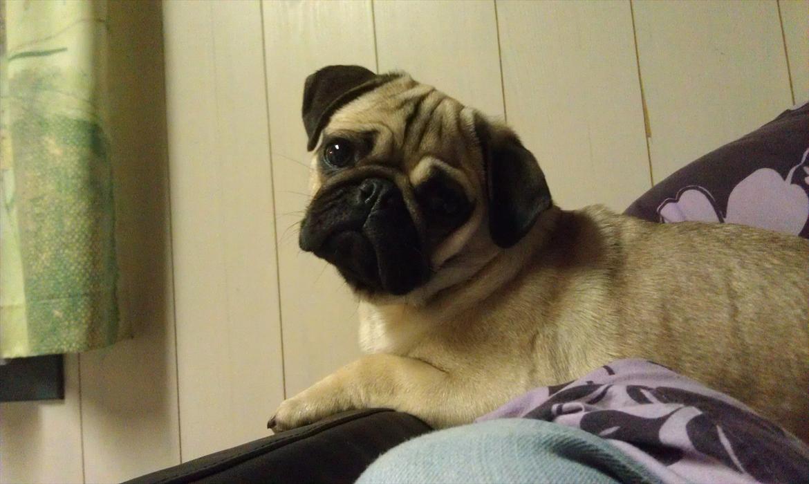 Mops Shanti / Muffi billede 15