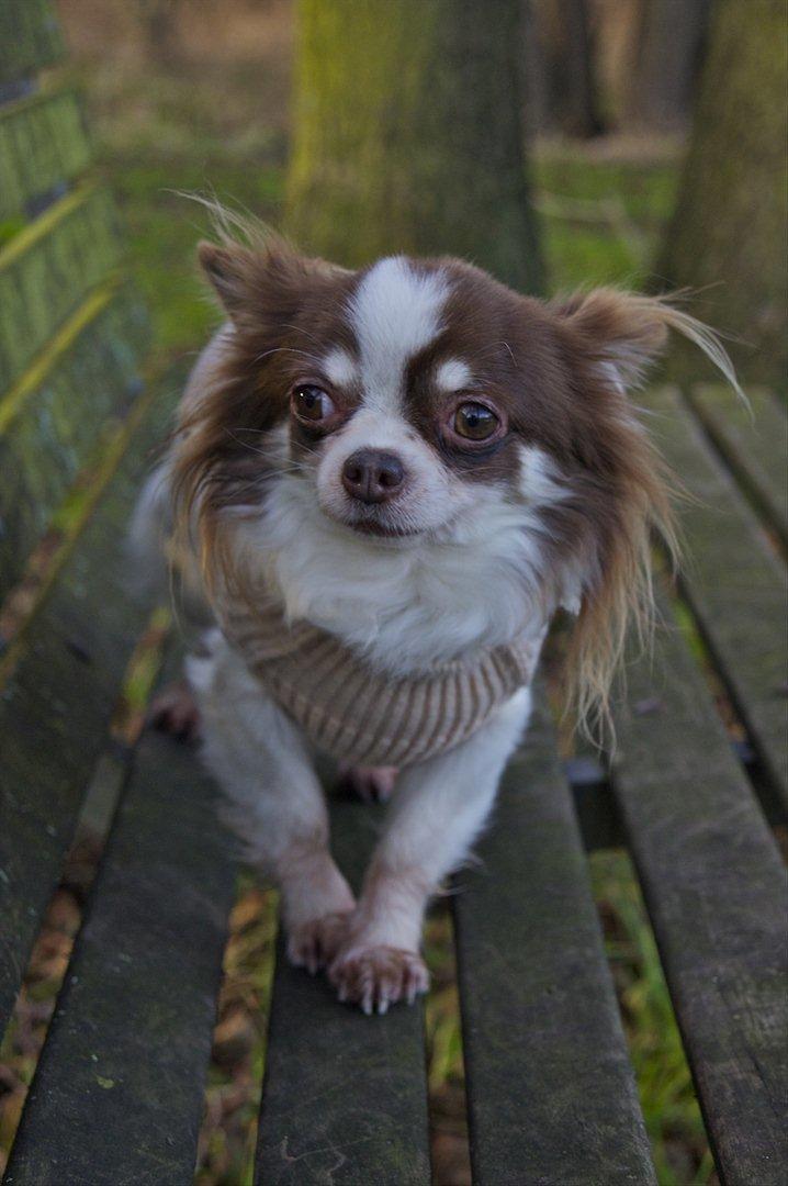 Chihuahua Zitta Von Udani billede 1