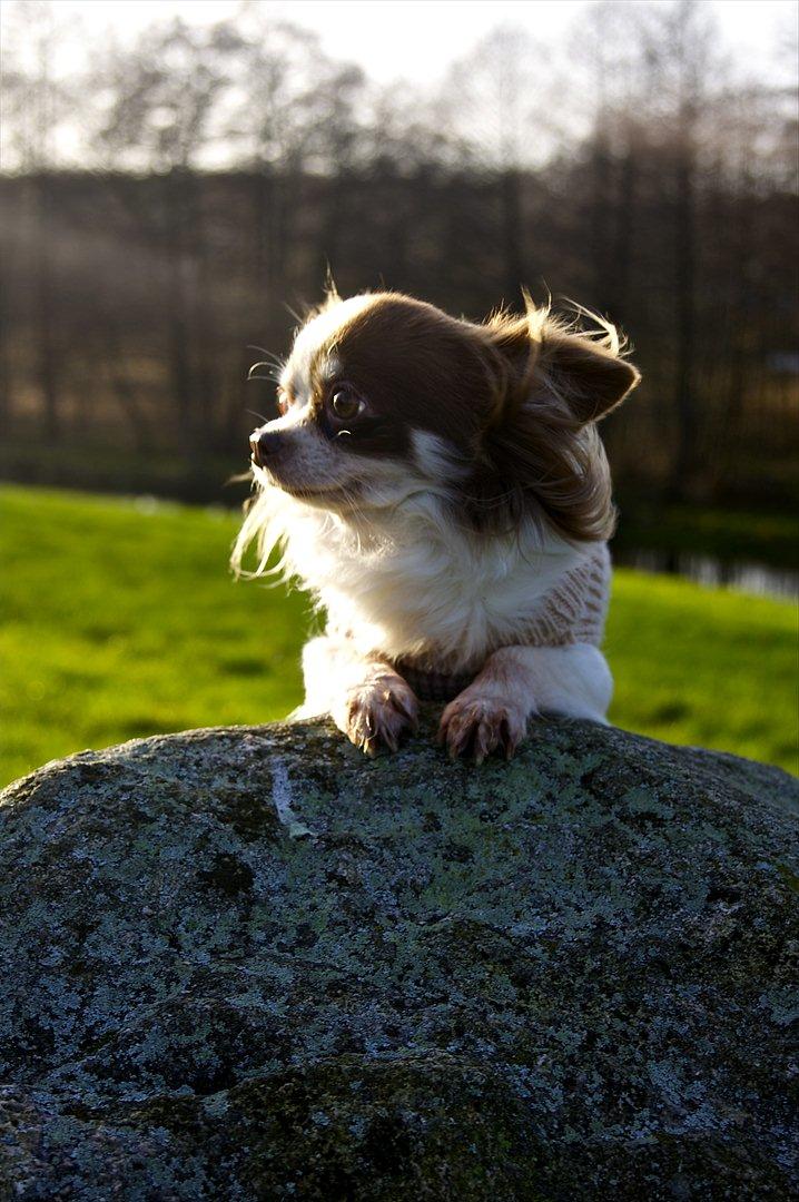 Chihuahua Zitta Von Udani billede 2