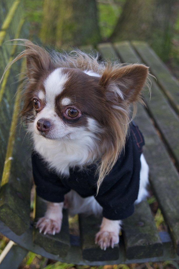 Chihuahua Zitta Von Udani billede 3