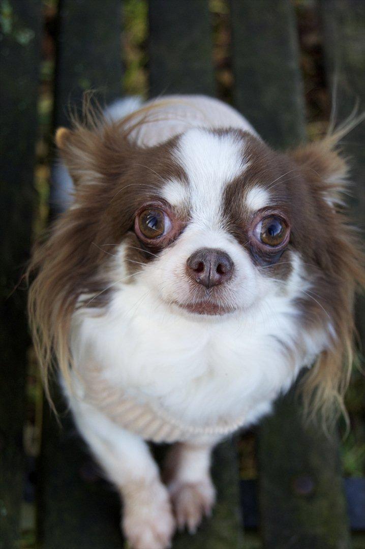 Chihuahua Zitta Von Udani billede 4