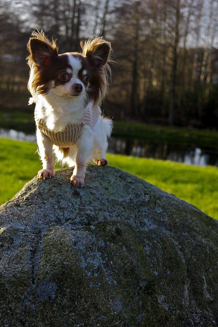 Chihuahua Zitta Von Udani billede 5