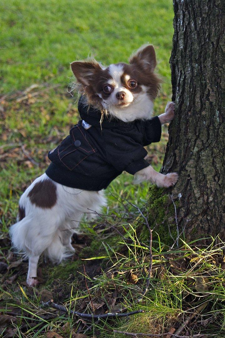 Chihuahua Zitta Von Udani billede 6